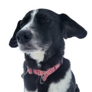 Adie, la mascotte au CJEO